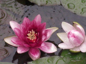0_5_lotus_in_the_rain