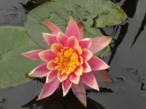 4_3a_lotus