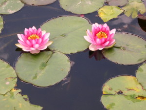 5_2_lotusflowers